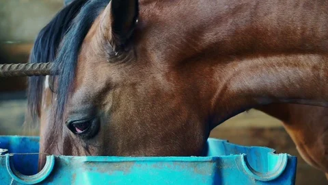 A horse eating Stock Footage 100680736