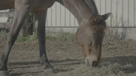 Horse eating Stock Footage 121534433