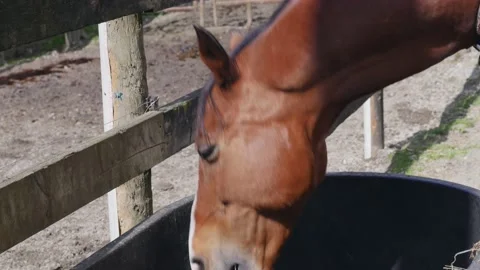 Horse eating Stock Footage 132679220