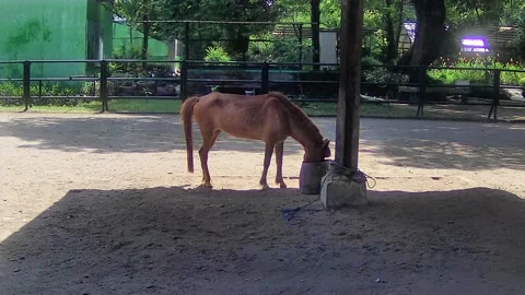 Horse eating Stock Footage 168083637