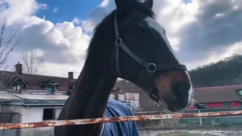 Horse Eating Stock Footage 170086233