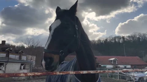 Horse Eating Stock Footage 170086277