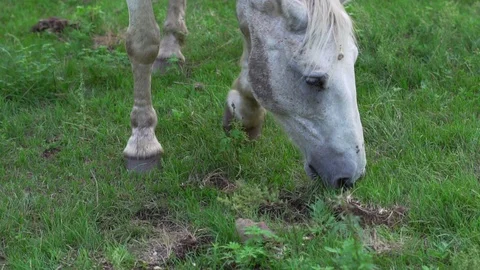 Horse eating grass in a clearing Stock Footage 119281166