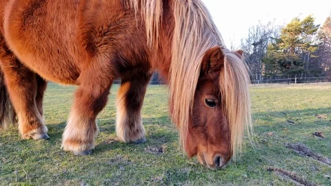 Horse Eating Grass Up Close Cold Day Stock-Footage 101384775