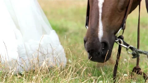 Horse eating grass close-up Video stock 53840342