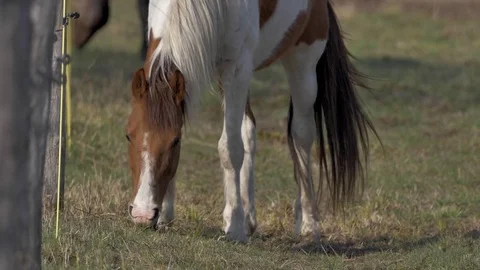 Horse eating grass - Close Up Stock Footage 77676987