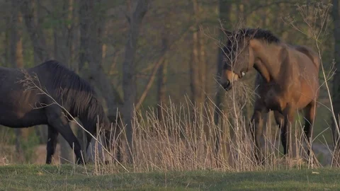 Horse eating grass - Close Up Stock Footage 77677203