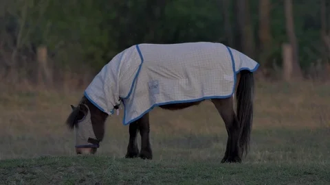 Horse eating grass - Close Up Stock Footage 77677251