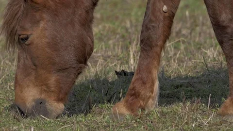 Horse eating grass - Close Up Stock Footage 77677620