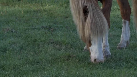 Horse eating grass - Close Up Stock Footage 77677739