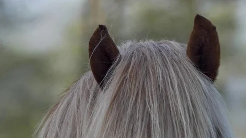 Horse eating grass - Close Up Stock Footage 77677771