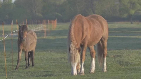 Horse eating grass - Close Up Stock Footage 77677810