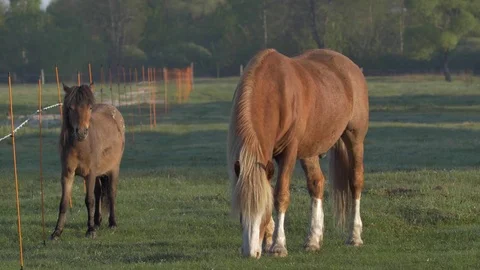 Horse eating grass - Close Up Stock Footage 77677871