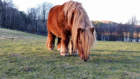 Horse Eating Grass Up Close Winter Time Stock Footage 101224657