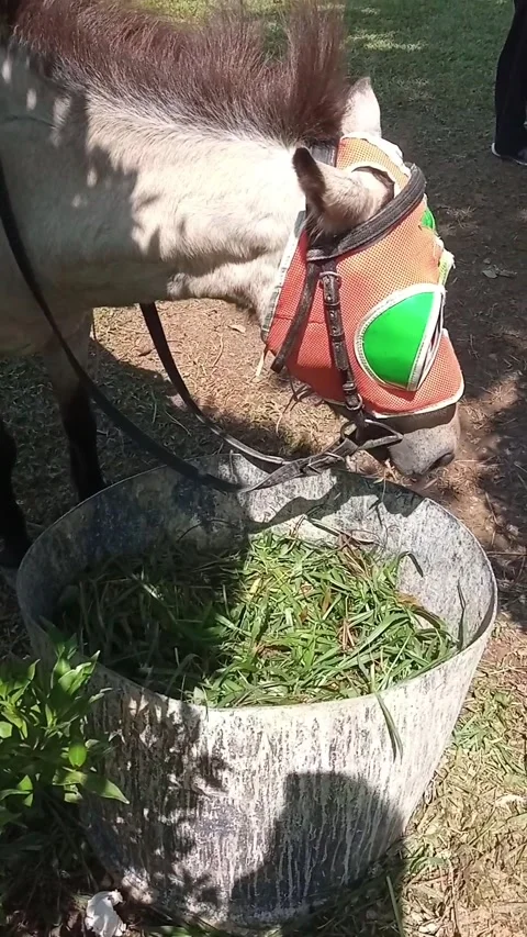 A horse is eating grass in a container Stock Footage 157013410
