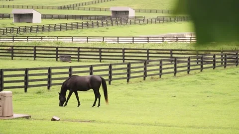 Horse Eating Grass in Field around Black Fence Stock-Footage 231251853