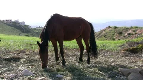 Horse eating grass Stock Footage 10586838