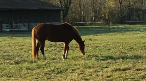 Horse eating grass Video stock 10901950