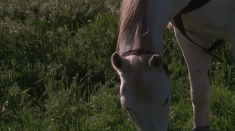 Horse eating Grass Stock Footage 36281501