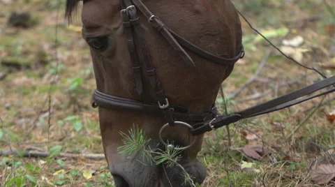 Horse eating grass Stock Footage 49022819