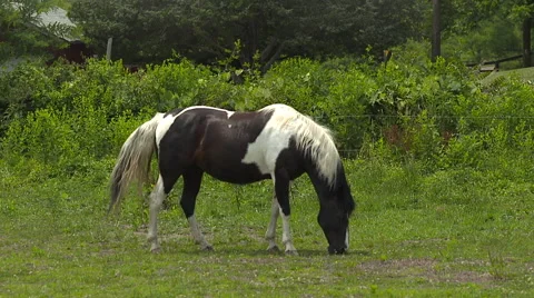 Horse eating grass Stock Footage 52296700