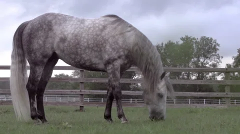Horse Eating Grass Video stock 52323175