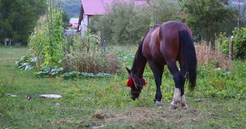 A horse eating grass. Stock Footage 53367960
