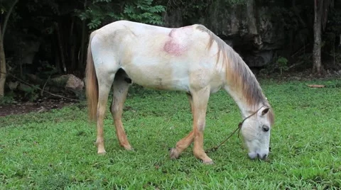 Horse eating grass Stock-Footage 62937254
