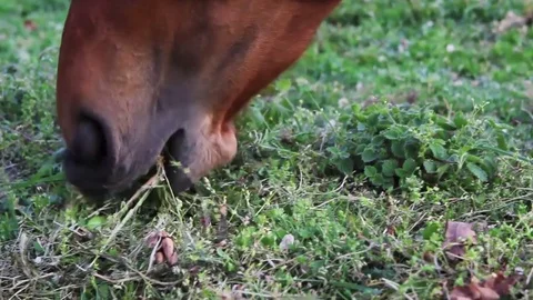 Horse eating grass Stock-Footage 76430441