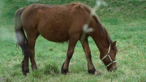 Horse Eating Grass Video stock 76979924