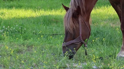 Horse eating grass 動画素材 78114005