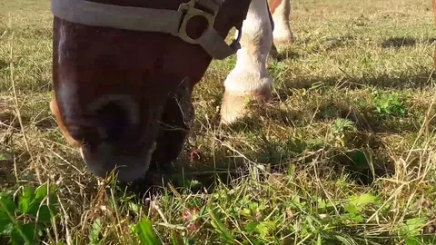 Horse is eating grass Stock Footage 81906858