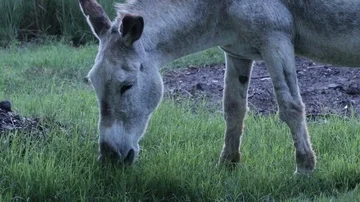 Horse eating grass Stock Footage 85963906