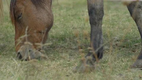 Horse eating grass Stock Footage 86768391
