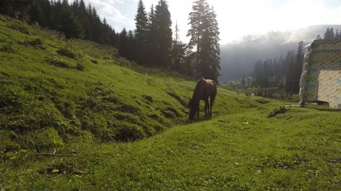 Horse eating grass Stock Footage 101381741
