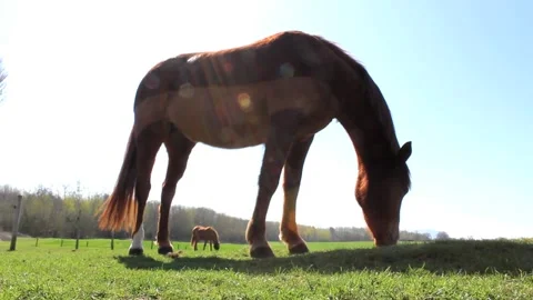 Horse eating grass Stock Footage 133137412