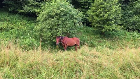 The horse is eating grass. Stock Footage 158746986