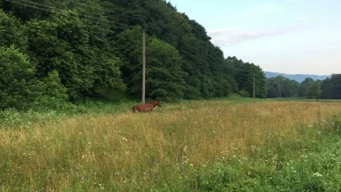 The horse is eating grass. Stock Footage 158747051