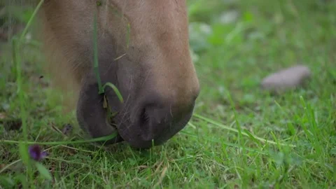 Horse eating grass 動画素材 219958233