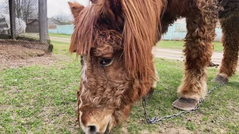 A horse eating grass. Video stock 239051814