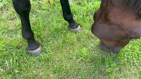 Horse Eating Grass Video stock 246399662