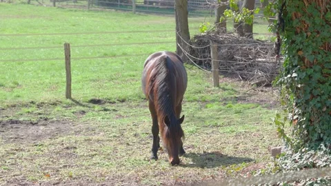 Horse eating grass, Germany, Slow motion Stock Footage 305913341