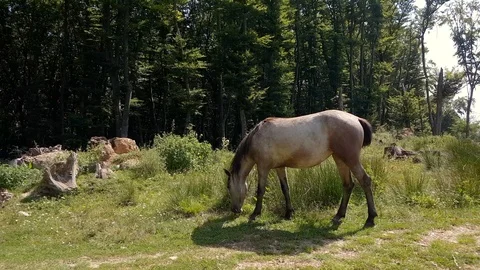 Horse eating grass inside the forest during sunny summer day Stock Footage 93829237