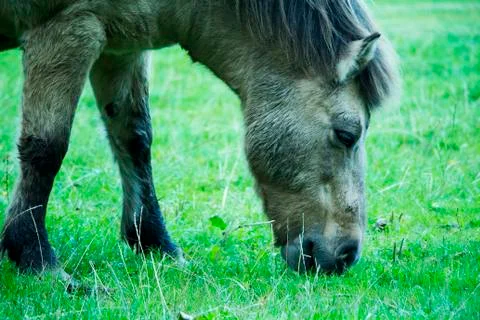 Horse Eating Grass Stock Photos