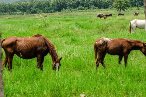 The horse is eating grass Stock Photos
