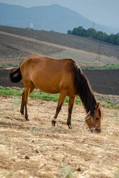 A horse eating in the grass Stock Photos