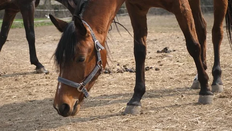 Horse eating on the ground Stock Footage 106028694