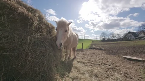 Horse eating hay beside haystack on farm with rural landscape and sky Stock Footage 333342321
