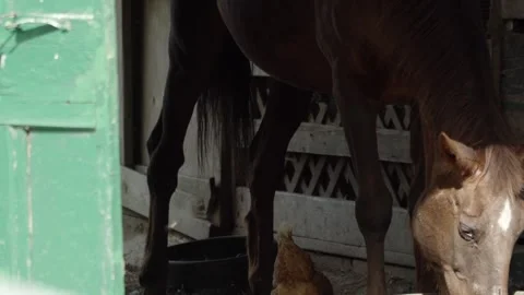Horse Eating inside the Stable Stock-Footage 278052712