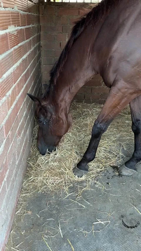Horse Eating inside the Stable, vertical video Stock Footage 283078522